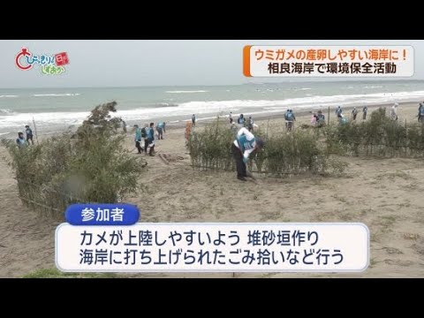 YouTube Video 産卵するウミガメが上陸しやすい砂浜に「堆砂垣作り」 ゴミを拾って海岸を保全 静岡・牧之原市
