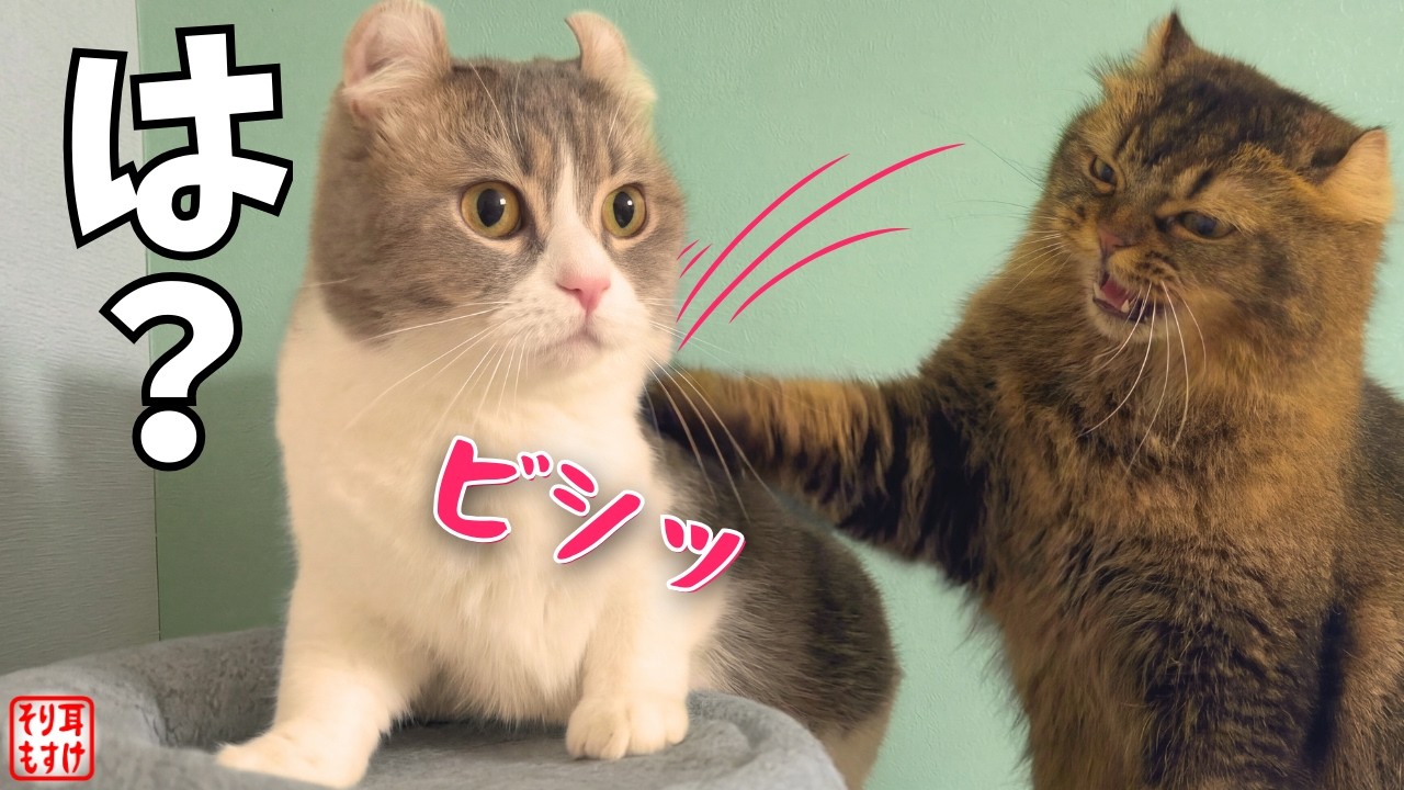 【悲報】パパ、初めてぶん殴られる。このあとママがまさかの行動に