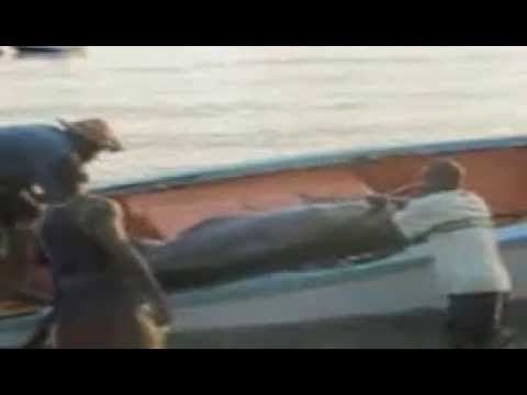 Unloading the catch - Marlin,Yellowfin Tuna, Kingfish