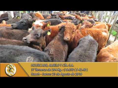 23-08-18 Venta de Hembras - Hourcade, Albelo y Cía. S.A. - Rauch