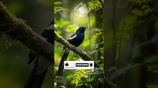 Download lagu Jalak Bali: Burung endemik dari Bali yang kini terancam punah. mp3