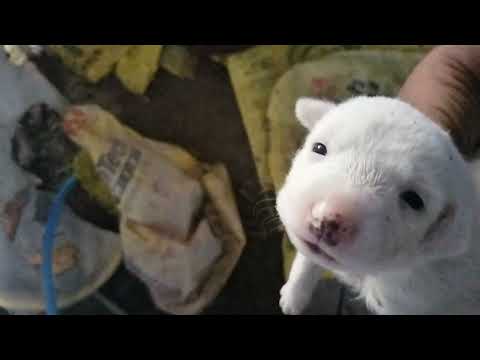 Dog and puppies #animals #lionking