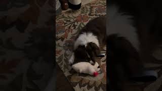 Video preview image #1 Collie-Unknown Mix Puppy For Sale in Germantown, OH, USA
