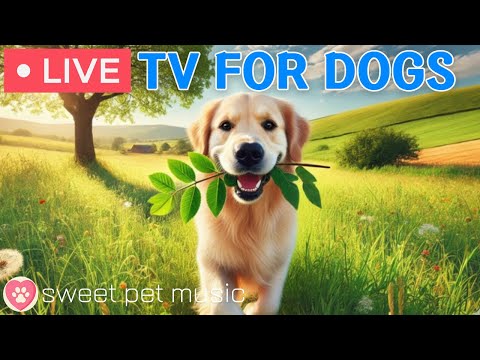 🔴24 Hours of Dog TV🎵🐶Relaxing Music for Dogs to Sleep🐾🩷Dog Separation Anxiety & Stress Relief Music