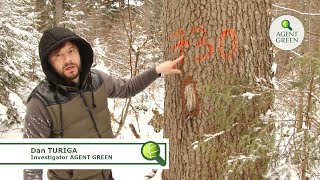 Jaf în Suceava, OS Dorna Candrenilor