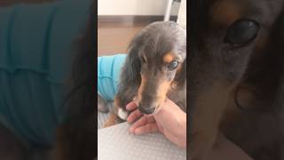 おかえりネルくん🐶　#ミニチュアダックスフンド #癒し #田舎暮らし