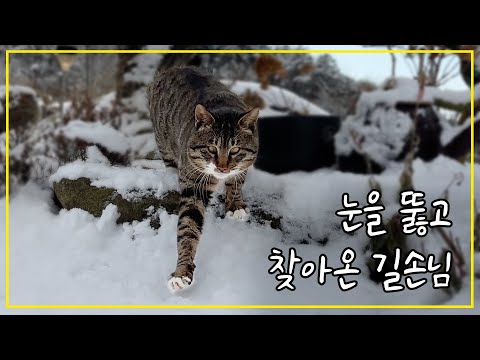 갑자기 몰아닥친 한파와 폭설에 눈을 뚫고 찾아온 길고양이