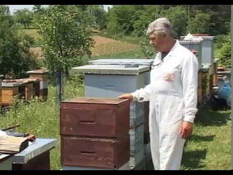 Darovi Zemlje -Vrcanje  bagremovog meda