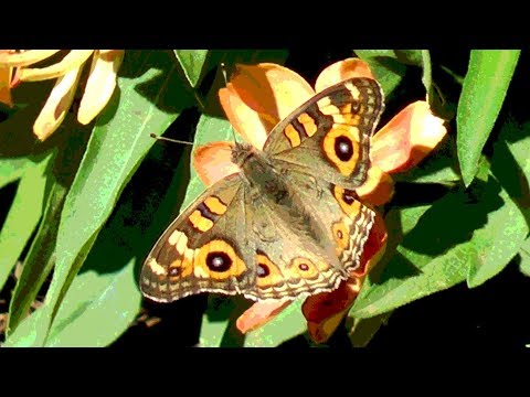 Meadow Argus Butterfly sipping nectar through proboscis (tongue)
