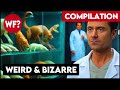 Compilation Weird Bizarre Stories