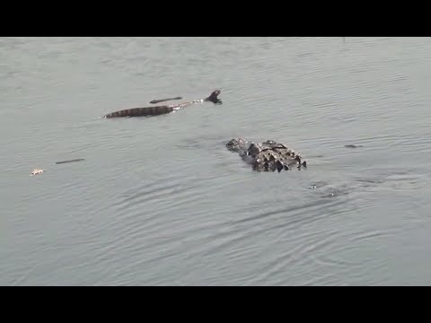 Alligator vs Water Moccasin
