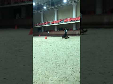 Итальянский красавец Eros Team Torretta! Первый выход в рабочий класс!