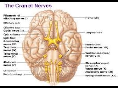 How Can Upper Cervical Care Affect Cranial Nerves?
