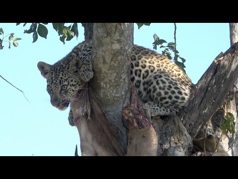 Savanna Stay@Home Safari Ep  12