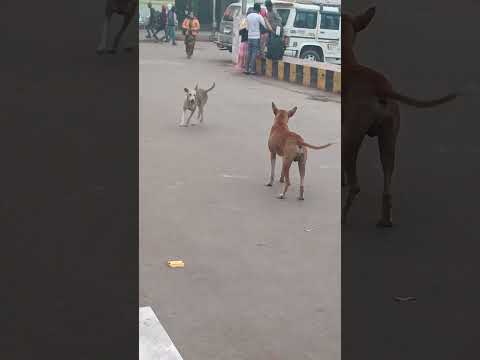 Two dog were playing at Patna Junction
