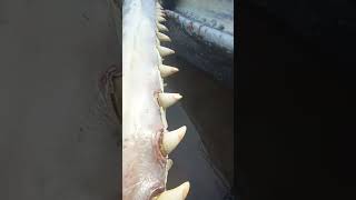 Download lagu ikan paus terdampar di pantai yeh leh tabanan #shorts mp3 Download lagu ikan paus terdampar di pantai yeh leh tabanan #shorts mp3