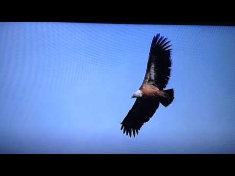Netflix S1E4 Wild Iberia caught another cool saucer in the back ground of birds