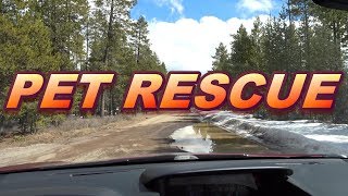 The Commodore PET Rescue