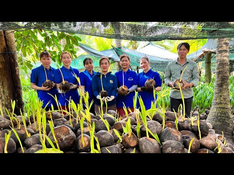 Vườn ươm dừa giống Mã Lai lớn nhất của Cơ sở Minh Hậu 0987639100