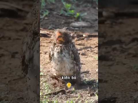 Vì Sao Chim Cố Tình Để Kiến Bò Lên Người? 🤔 | Bạn Biết Hết Chưa