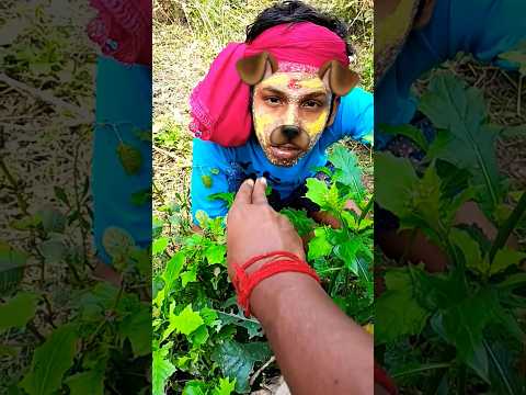 Niki is the most celebrity chihuahua in the world 🌎🤏🥺🤣