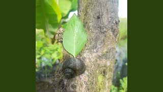 Download lagu Bawa Rindu Ini Menjauh mp3