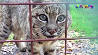 Реакция больших диких кошек на зеркало