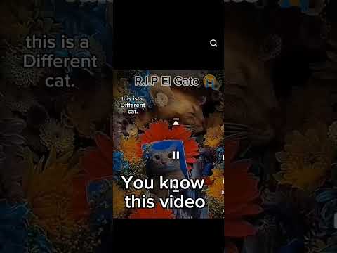 El gatos death is fake! |YouTube's not always right|#fake #elgato #fakedeath