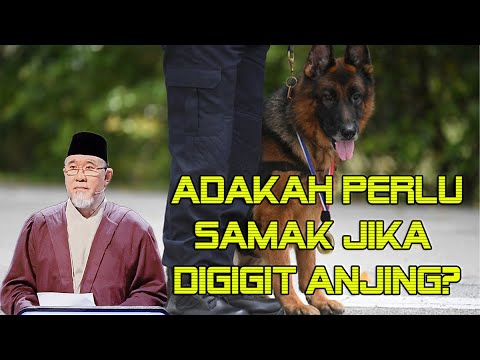 Samak Anjing