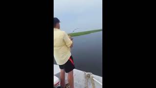 Redfish in the grass