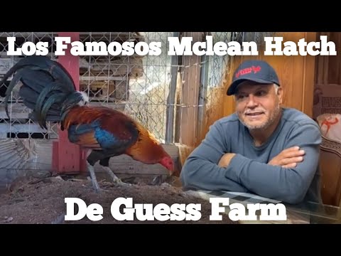 Los Famosos Mclean Hatch De Guess Farm