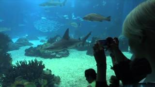 preview picture of video 'Lisbon Oceanarium - it's Amazing!'