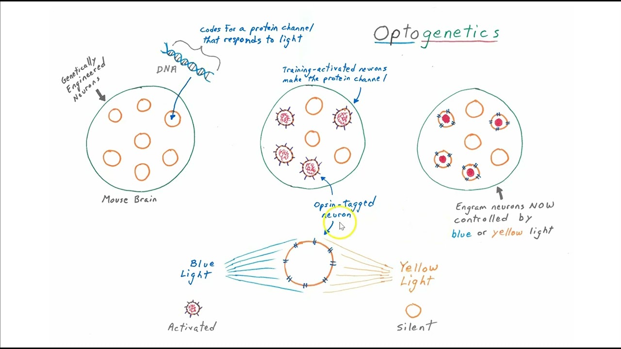 Using optogenetics to study memory formation and retrieval part 2