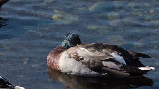 Ganymede and Geese