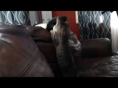 Irma vs la cola de Oreo