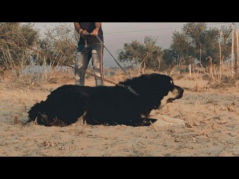 Dilraj 34+ Height Gaddi Dog ( Gaddi Dog From Rajsthan) Vikram Singh Shekhawat Owner