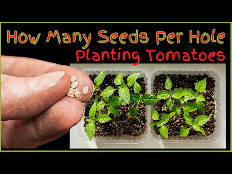 , title : 'How To Plant Tomato Seeds'