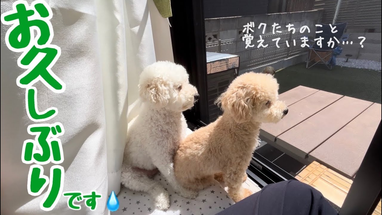 【2年ぶり】かわいい愛犬達を改めて紹介します