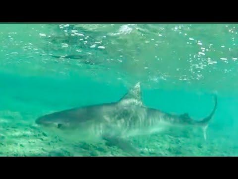2m Tiger Shark Red Sea Marsa Alam Egypt, Tauchen Rotes Meer Ägypten 🇪🇬