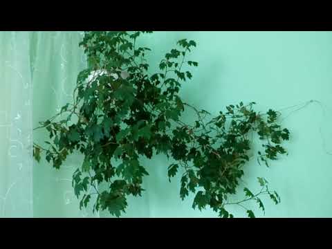 Маленький обзор кухонных цветов.😮☺.  Октябрь 2018     # домашние цветы