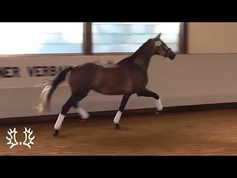 Trakehner Stute Irma la Douce v. Zauberreigen a.d. Pr.St. Ipanema v. Lord Luciano