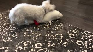 Sophie the Bichon Frise and her new Lamb Chop toy