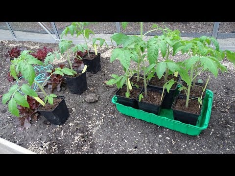 , title : 'Tomaten zaailingen uitplanten. mijn geheim'