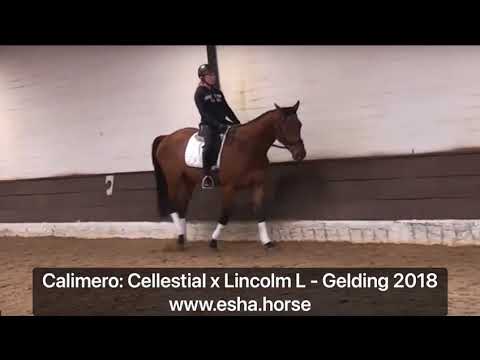 Calimero: Cellestial x Lincolm L