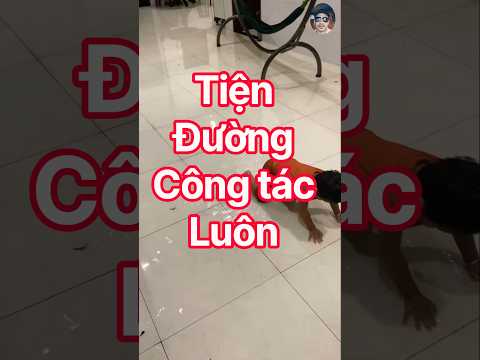 tiện đường công tác luôn #automobile #csgt #xevinfast #xedien #csgt #driver #xevinfast