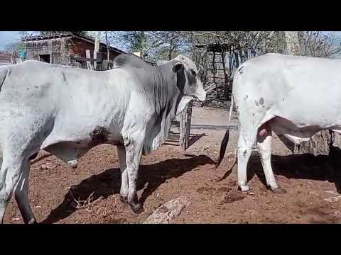 PROMOÇÃO 2 Touros Nelores: 6.000 reais cada em Cachoeirinha/ Pernambuco. Whatsapp 84 99810 2784*