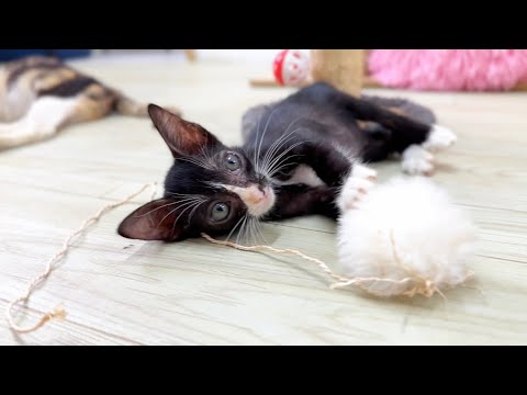 [ Rescue Kitten] kitten ORio so happy To Play and Get love From Big Cat, If they are Not His Mother