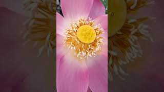 Download lagu #jole bhasha podmo ami. #viral #song #songs #jolergaan # #reels ❤️❤️ plz subscribe my chanel. mp3