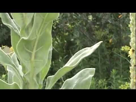 Mullein (Verbascum Thapsus) For Back & Nerve Pain