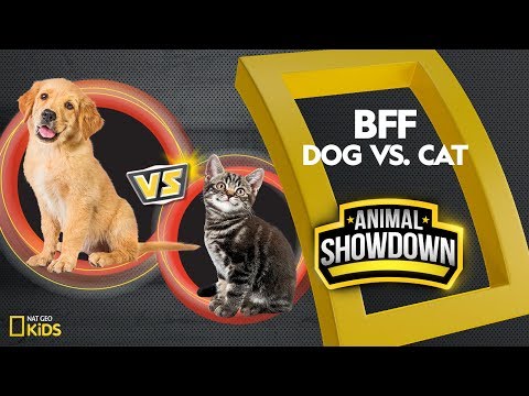 Dog vs. Cat: Battle for the BFF | Animal Showdown